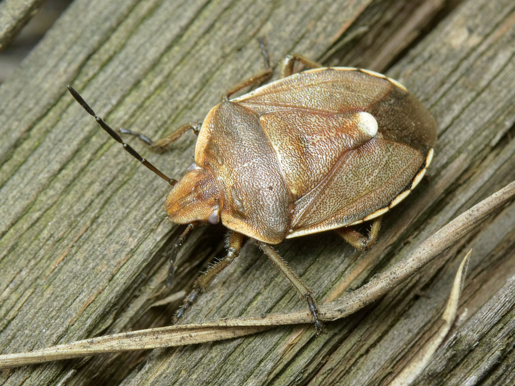 Chlorochroa pinicola (Mulsant & Rey, 1852)